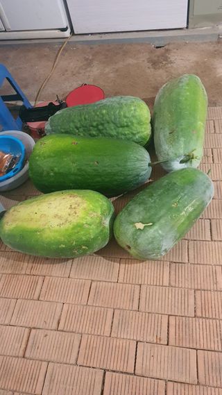 대파1462 김보환님의 농사, 무엇이든 물어보세요! · 참여글 작성글 사진