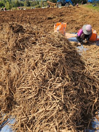 도라지고모님의 2024년 농사 계획은? · 참여글 작성글 사진