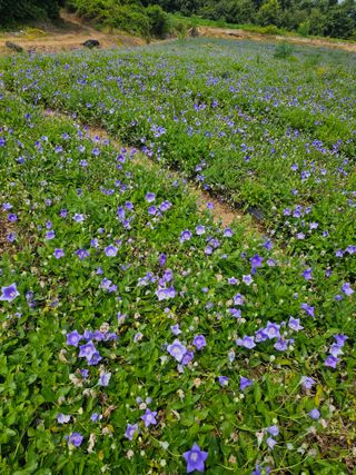 도라지고모님의 2024년 농사 계획은? · 참여글 작성글 사진