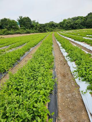 도라지고모님의 2024년 농사 계획은? · 참여글 작성글 사진