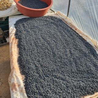 천농부님의 콩 · 영농일지 작성글 사진