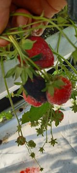 팜모닝 딸기·병해충상담 게시글 이미지