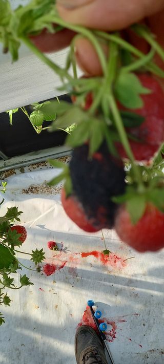 원심님의 딸기 · 병해충상담 작성글 사진