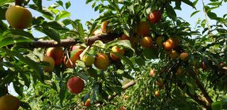 엘림님의 2024년 농사 계획은? · 참여글 작성글 사진