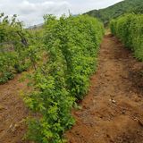 팜모닝 2024년 농사 계획은?·참여글 게시글 이미지