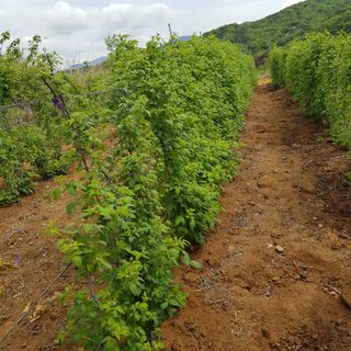 원일재 님의 2024년 농사 계획은? · 참여글 작성글 사진