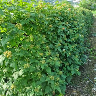 원일재 님의 2024년 농사 계획은? · 참여글 작성글 사진