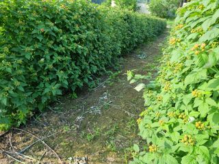 원일재 님의 2024년 농사 계획은? · 참여글 작성글 사진