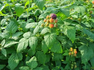 원일재 님의 2024년 농사 계획은? · 참여글 작성글 사진