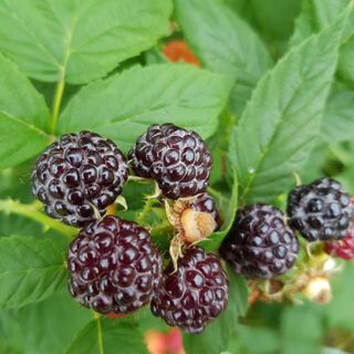 원일재 님의 2024년 농사 계획은? · 참여글 작성글 사진