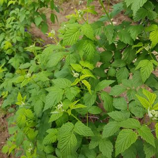 원일재 님의 2024년 농사 계획은? · 참여글 작성글 사진