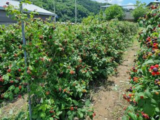 원일재 님의 2024년 농사 계획은? · 참여글 작성글 사진