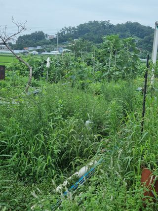 최월숙(왈순아지매)님의 팜모닝 · 출석 작성글 사진