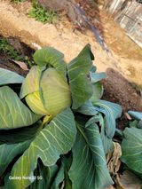 팜모닝 자유주제·자유게시판 게시글 이미지