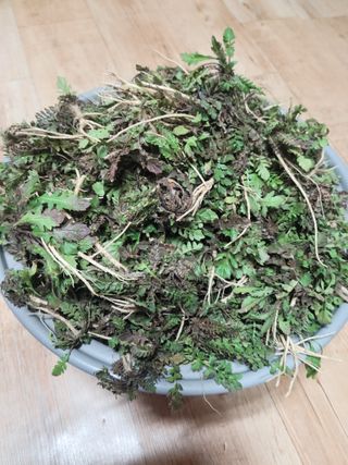 다소농원님의 자유주제 · 자유게시판 작성글 사진