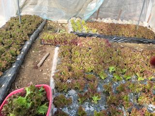 다소농원님의 자유주제 · 자유게시판 작성글 사진