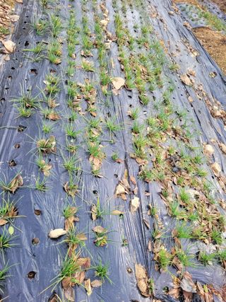 핸즈F 보리님의 기타작물 · 병해충상담 작성글 사진