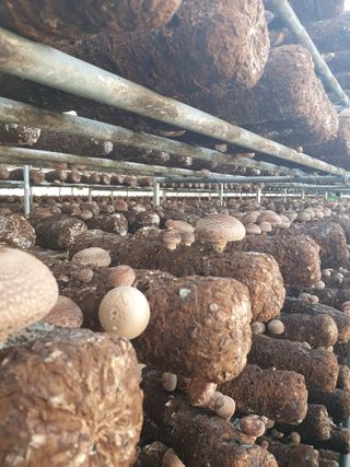 장계령님의 버섯 · 생장기 농작업 작성글 사진