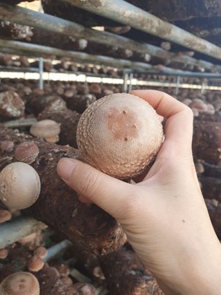 장계령님의 버섯 · 생장기 농작업 작성글 사진