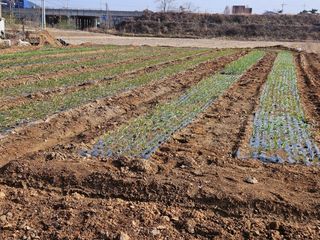 김기만님의 마늘 · 병해충상담 작성글 사진