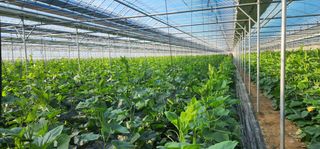 김기태님의 호박 · 병해충상담 작성글 사진