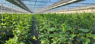 김기태님의 호박 · 병해충상담 작성글 사진