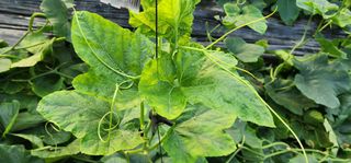 김기태님의 호박 · 병해충상담 작성글 사진