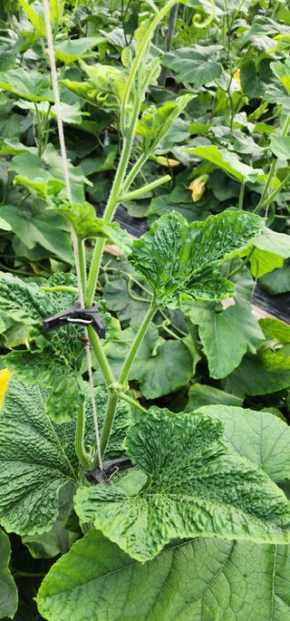 김기태님의 호박 · 병해충상담 작성글 사진