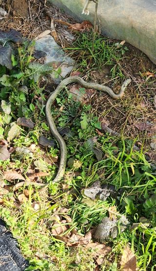 양필운님의 블루베리 · 자유게시판 작성글 사진