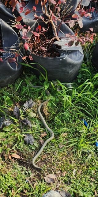 양필운님의 블루베리 · 자유게시판 작성글 사진