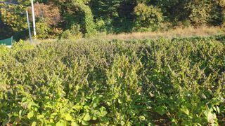 Yejak님의 2024년 농사 계획은? · 참여글 작성글 사진