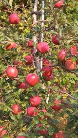 팜모닝 2024년 농사 계획은?·참여글 게시글 이미지