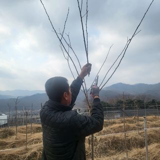 일심묘목농원님의 기타작물 · 자유게시판 작성글 사진