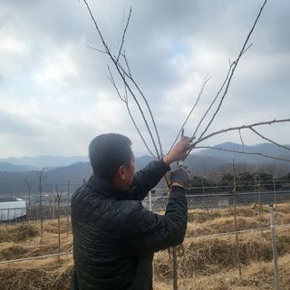 일심묘목농원님의 기타작물 · 자유게시판 작성글 사진
