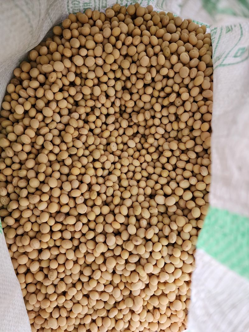 농부 임성훈님의 장터 판매 상품 [대원콩 1kg ] 첨부 사진