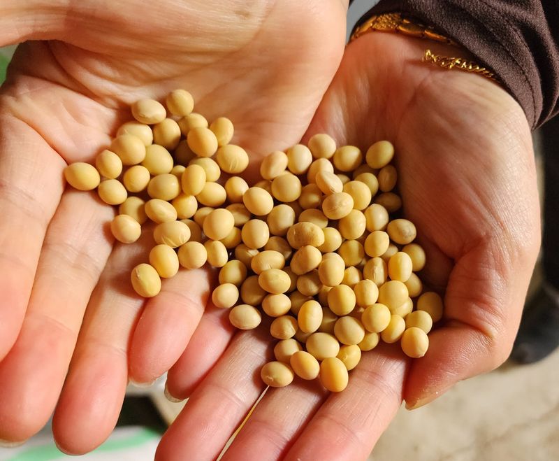 장터 상품 [대원콩 1kg ] 썸네일