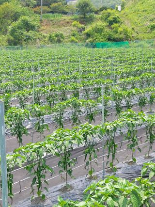 임영택님의 2024년 농사 계획은? · 참여글 작성글 사진