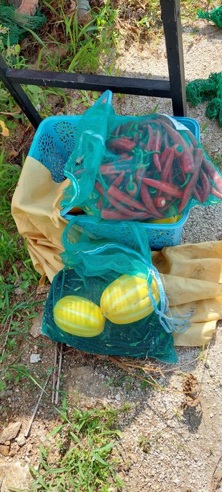 화현리님의 팜모닝 · 출석 작성글 사진