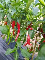 팜모닝 2024년 농사 계획은?·참여글 게시글 이미지