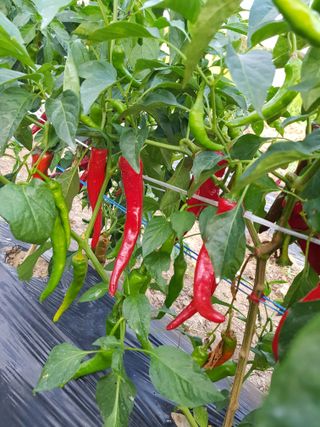 백봉2리밭농사곡식님의 2024년 농사 계획은? · 참여글 작성글 사진