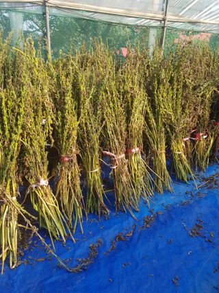 백봉2리밭농사곡식님의 2024년 농사 계획은? · 참여글 작성글 사진