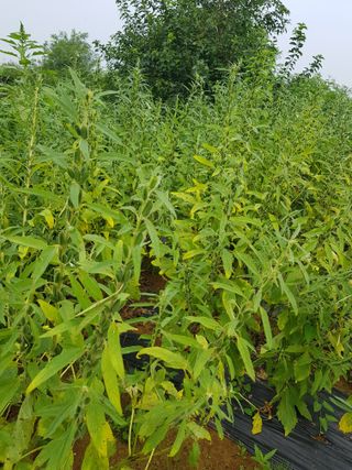 백봉2리밭농사곡식님의 2024년 농사 계획은? · 참여글 작성글 사진