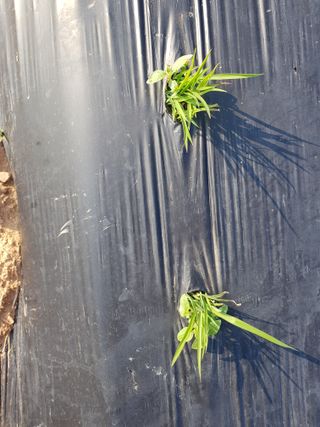 백봉2리밭농사곡식님의 2024년 농사 계획은? · 참여글 작성글 사진