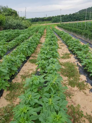 백봉2리밭농사곡식님의 2024년 농사 계획은? · 참여글 작성글 사진