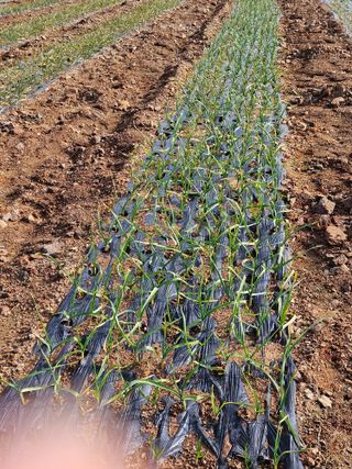 김기만님의 마늘 · 병해충상담 작성글 사진