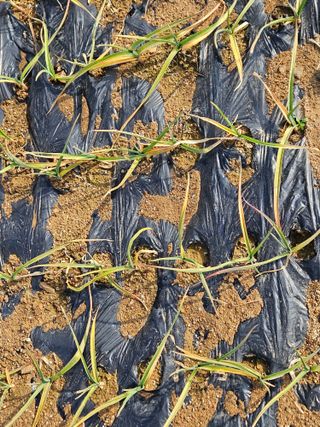 김기만님의 마늘 · 병해충상담 작성글 사진