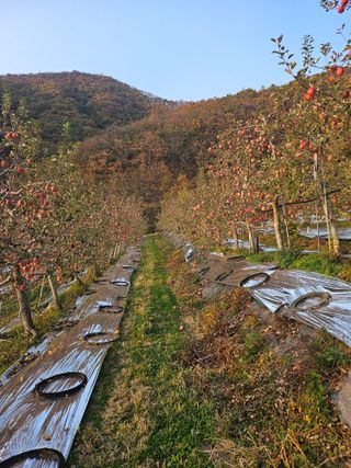 강병학님의 농사, 무엇이든 물어보세요! · 참여글 작성글 사진