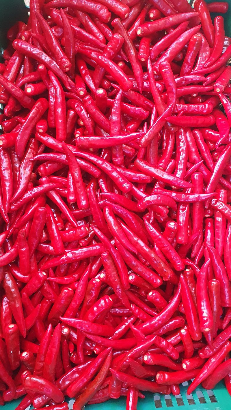 인생은 소풍처럼님의 장터 판매 상품 [25청양고추가루5kg마감] 첨부 사진