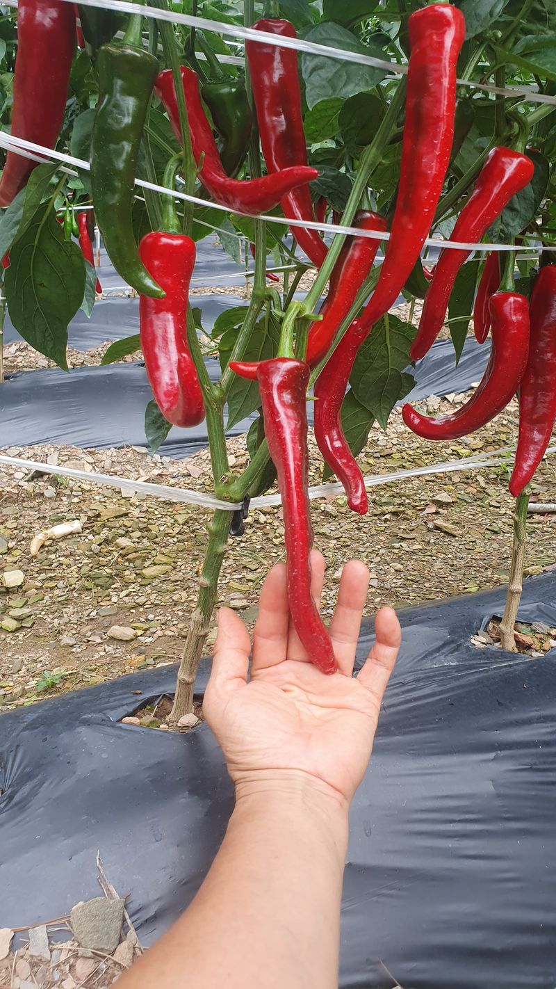 인생은 소풍처럼님의 장터 판매 상품 [25청양고추가루5kg마감] 첨부 사진