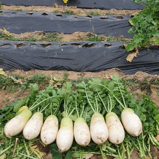 이소영님의 2024년 농사 계획은? · 참여글 작성글 사진